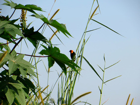 Black bishop (Euplectes gierowii), which lives around the Crater Lakes